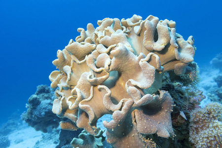 热带海底五颜六色的珊瑚礁皮革蘑菇珊瑚水下景观