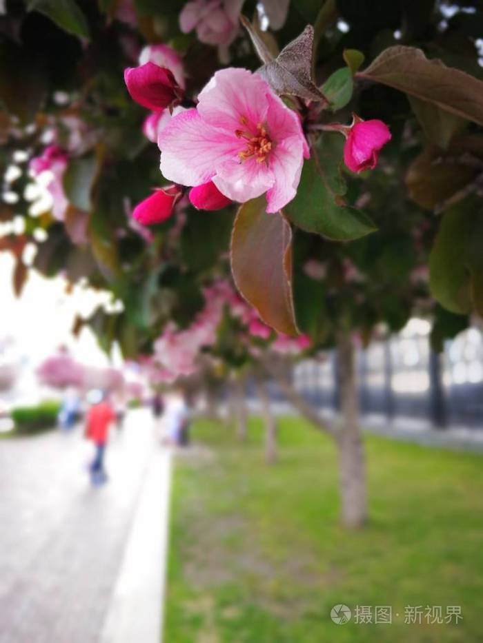 苹果树开着粉红色的花