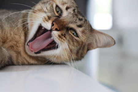 猫哈欠图片