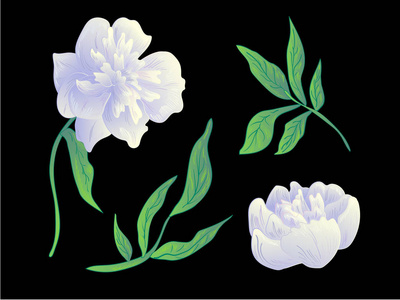 向量白色牡丹花植物学花。黑白雕刻水墨艺术。被隔绝的牡丹例证元素