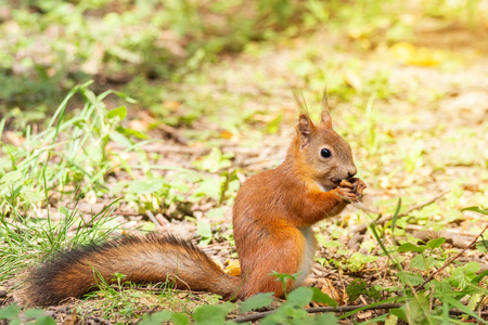 松鼠的树枝上图片