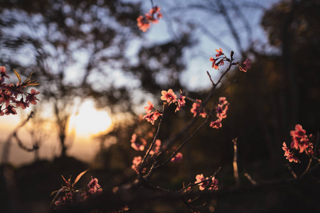 春暖花开，春暖花开