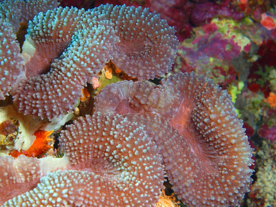印尼北部苏拉威西布纳肯岛石珊瑚惊人而神秘的水下世界