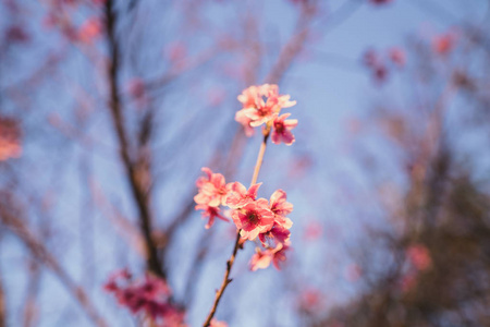 春暖花开，春暖花开