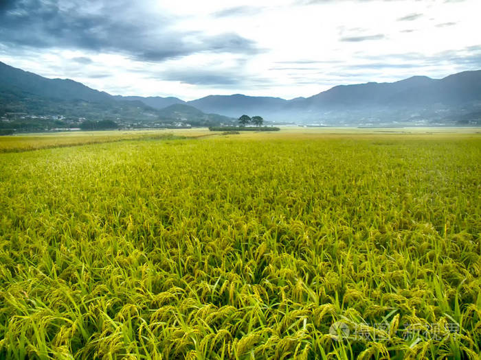 夫妻树在秋阳稻田哈东,庆尚南道,韩国,亚洲