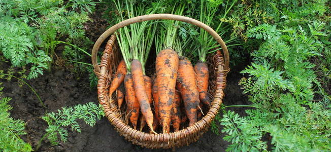 园艺背景。篮子里放着新鲜的胡萝卜。有机食品概念