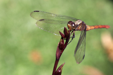 蜻蜓坐在未开放的兰花茎上的宏观图像。