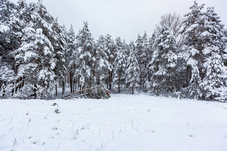 雪冬林，有高大的松树，雪树。 冬天的仙女森林覆盖着雪
