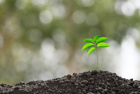 从土壤中生长的树苗图片