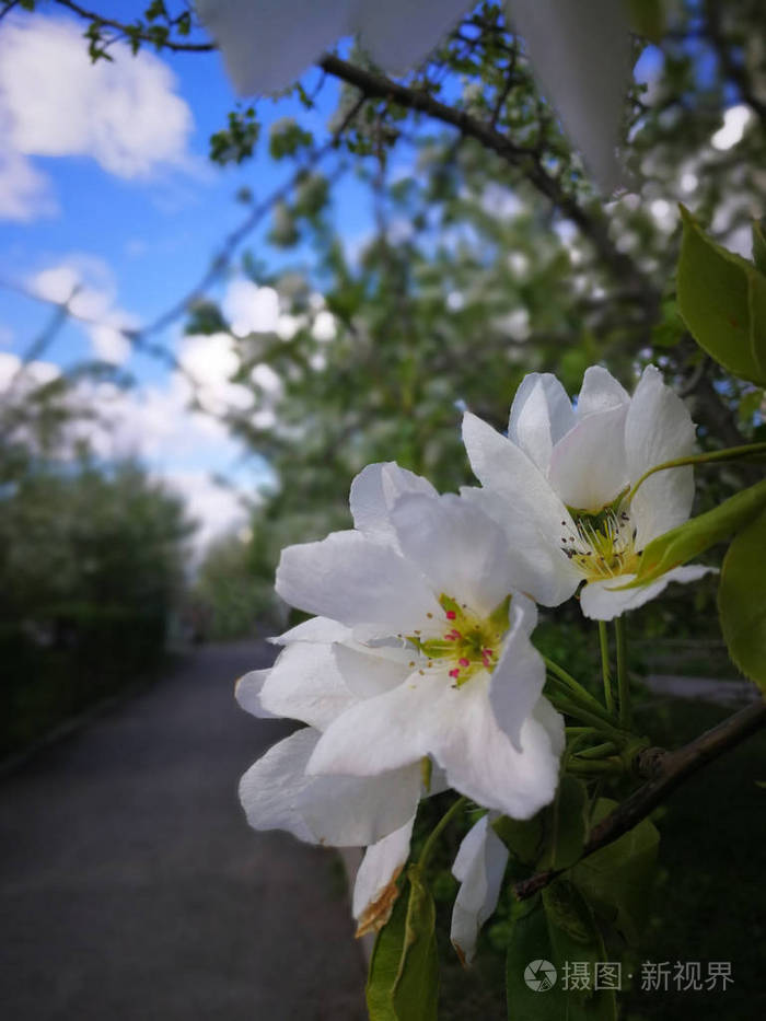 苹果树开着白花