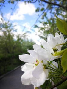 苹果树开着白花