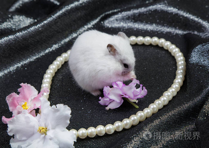 一只黑色背景的白色小津仓鼠戴着一条项链和一朵紫罗兰色的花