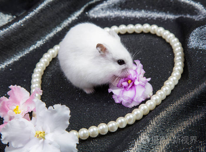 一只黑色背景的白色小津仓鼠,戴着一条项链和一朵紫罗兰色的花