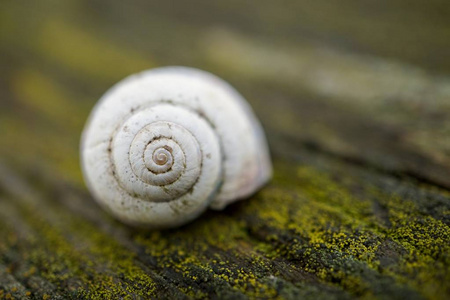 大自然中的蜗牛