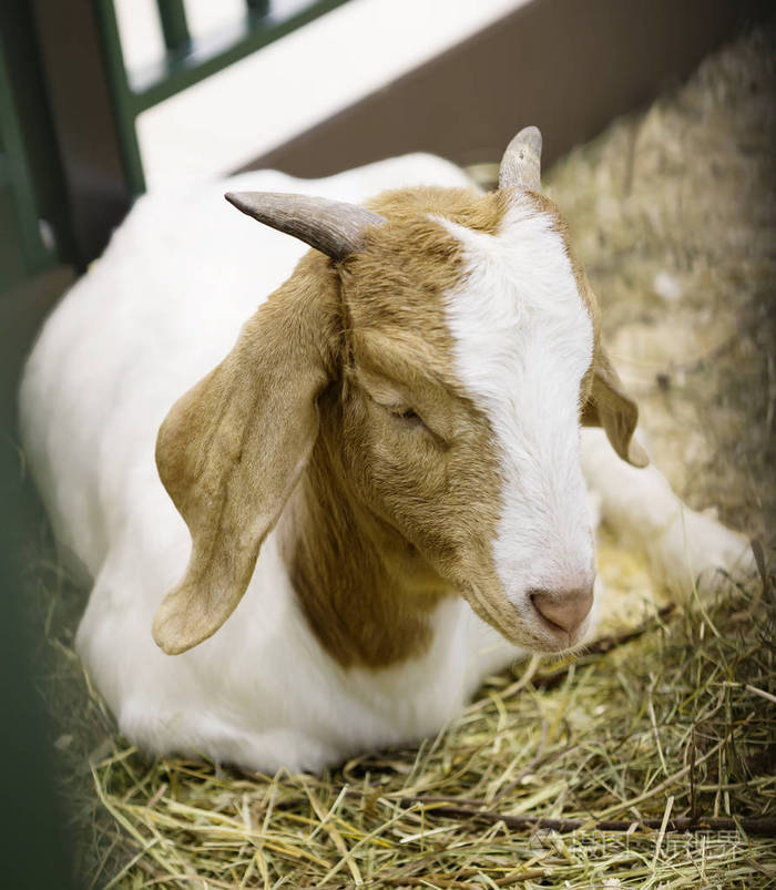 布尔品种.波尔山羊是20世纪初培育的一种品种.