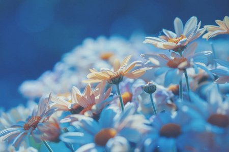 蓝色老式雏菊花背景