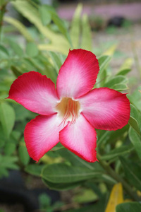 花园里的粉红色扁桃体花图片