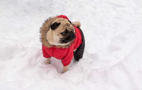 小狗站在红色的衣服在雪