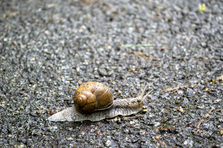 雨后在沥青上钉螺。 野生自然关闭。