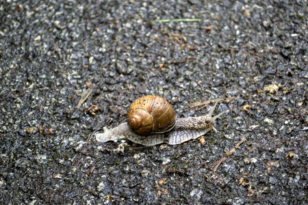 雨后在沥青上钉螺。 野生自然关闭。