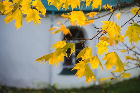 秋天的树叶和一些背景上的拐杖。 晴天。 选择性聚焦。