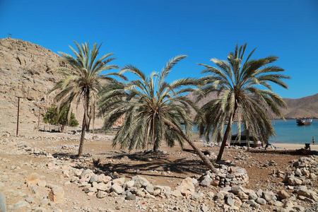 棕榈树在阿曼穆桑丹半岛哈法苏丹古村阿曼湾。 阿曼阿拉伯国家位于阿拉伯半岛东南海岸。 阿曼省