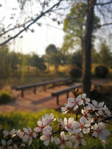 樱花在中国的公共花园开花