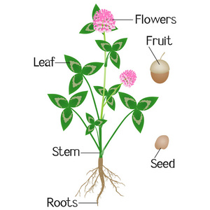 植物的各部分名称配图图片