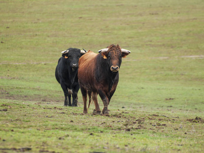 夏季西班牙牧场上勇敢的公牛