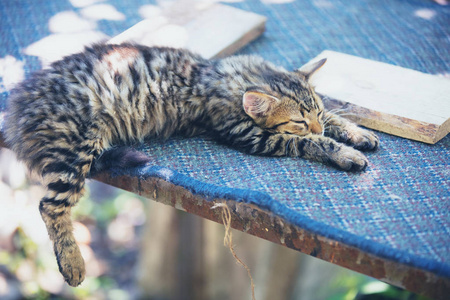 可爱的西伯利亚小猫正在院子里休息