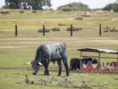 夏季西班牙牧场上勇敢的公牛图片