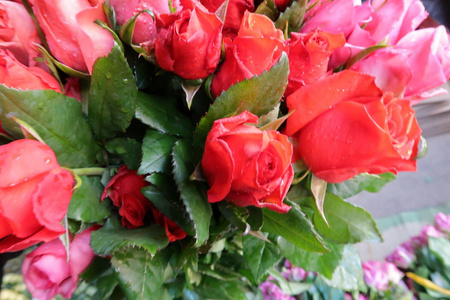 背景与彩色玫瑰灿烂的特殊日子