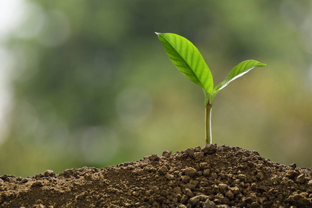 从土壤中生长的树苗图片