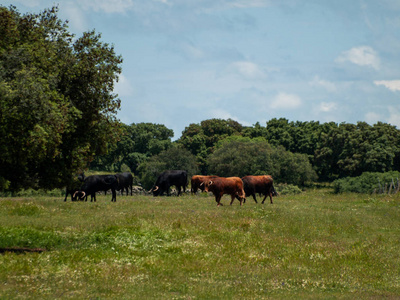 夏季西班牙牧场上勇敢的公牛