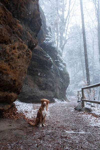 冬天在岩石上的户外有一只狗。新斯科舍省鸭子收费寻回。携带宠物旅行