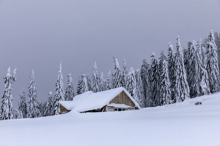 森林中的小屋松林覆盖着白雪的房子