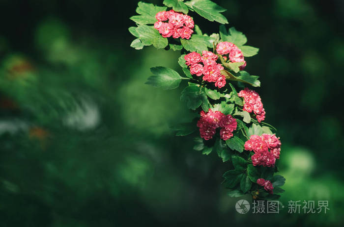 美丽的春天树枝粉红色花宏特写. 景深.