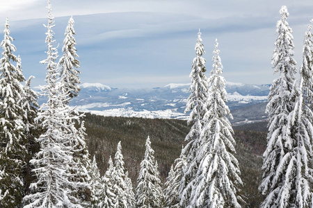 Bukovel 在冬天。白雪皑皑的山峰。乌克兰喀尔巴阡山