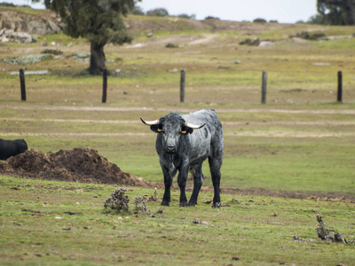 夏日西班牙牧场上的勇敢公牛图片