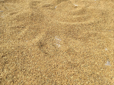 旱稻种子质地照片