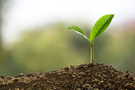 从土壤中生长的树苗图片