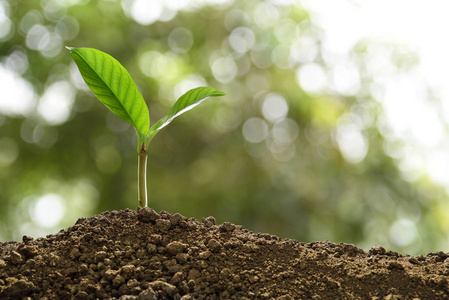 生长出来的图片