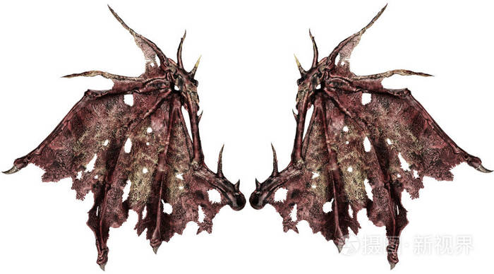 关闭龙翅孤立在白色背景上切掉