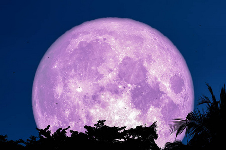 超级紫色的月亮飞回来，剪影树，植物，云在夜空中，这幅图像的元素由美国宇航局提供