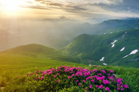 美丽的景色，粉红色杜鹃花盛开在山坡上，雾山，绿草如茵，喀尔巴阡山，远处有戏剧性的云彩。 自然概念的美。