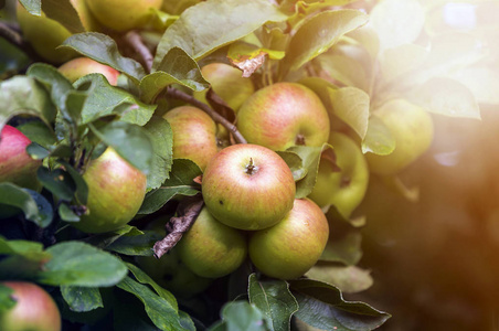 合上一串美丽的绿色苹果，露珠挂在苹果树枝上成熟，绿叶在模糊的Bokeh蓝背景上被明亮的夏日阳光照亮。 农业概念。
