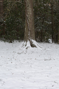 冬季积雪覆盖的地面