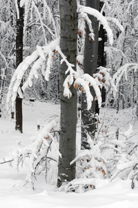 白雪皑皑的冬林..湿漉漉的雪粘在。美丽的白色冬天童话..