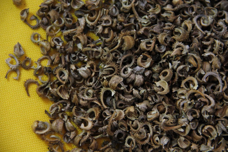 黄背景上的金盏菊种子照片