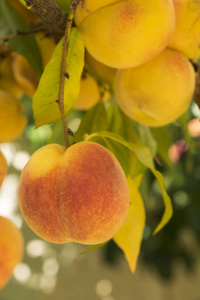 在收获前在果园的树枝上生长的成熟的甜桃果实
